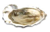 Edible Oysters